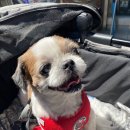 김민성 동물병원 | 동동이와 보내는 주말 (feat.김민성동물병원)