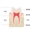 상아치과의원 | 치아의 구조 남구로 치과