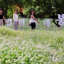 봉평메밀숲 이미지