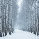 자작나무쉼터 | 지친 나를 위한 완벽한 힐링 여행 : 아침고요수목원 &amp; 자작나무숲 후기