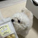 꼼댕냥 네이버블로그
