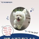 카카오 동물병원 | 예은동물병원 후기! 정확한 진단 최고의 시스템 신뢰할 만한 수술 실력