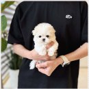 강아지분양 애견입양 아이러브독 천안점 말티푸미니비숑포메 | 천안강아지분양 아이러브독 천안점, 다양한 견종의 사랑스러운 아가들:))