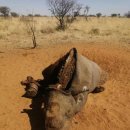 Namibia is dehorning rhinos to deter poachers 이미지