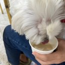 디어마이메이플(Dear My Maple) 이미지