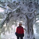 산행후기(소백산 1,439m) 백설에 설원 눈꽃나라... 이미지