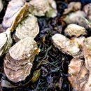 자연알로(보령) 이미지