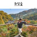 숲으로 가는 길 | 경기 화담숲 아이랑 방문 후기(실시간 단풍상황 시기 가는 길 주차)
