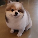 래플즈동물병원 이미지