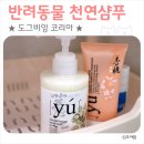 도그비잉코리아