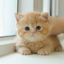 인천 강아지분양 고양이분양 미유펫 이미지