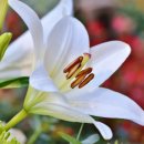 시그널동물병원 이미지