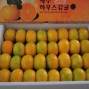 달콤상콤한 맛있는 서귀포하우스감귤(대과5킬로35,000원/잔류농약안전성검사통과 풋귤(청귤)판매 이미지