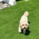 행복펫메이트 네이버블로그
