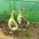 태평농장 이미지