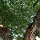 합천효심푸드 이미지