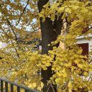 함흥집 | [용산 고기집] 이천면옥함흥냉면 양념불고기, 물냉면 후기