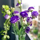 샤론  꽃  화원 이미지