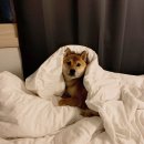 보명기획 이미지
