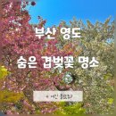부산 겹벚꽃 숨은 명소 영도 꽃구경 대동대교맨션