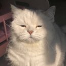 석촌카페