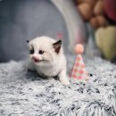 블루랙돌 이미지