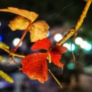 퇴촌 낭만펜션 이미지