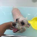 그루밍폼폼 네이버블로그