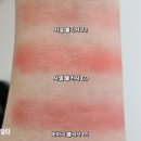 플뢰르드로투스
