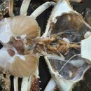 22일- 활꽃게, 활참농어,활돌문어, 활쭈꾸미, 4,5,6미먹갈치, 30미병어, 지가이리멸치판매-목포먹갈치생선카페 이미지
