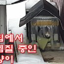 겨울집에서 핫팩찜질 중인 길고양이A street cat using a hot pack at a winter house 이미지