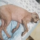 에스엘 독 이미지