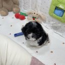 건강한 강아지 이미지