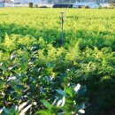 계산농장 이미지