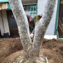 백송 농장 이미지