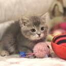 울산고양이분양 도레미캣 이미지