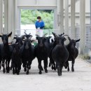 토종축산2 이미지