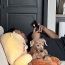 위드펫홈 이미지