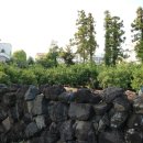 연동연대 | 제주 뚜벅이 여행 올레길 7코스 망밭 귤나무 연동연대 따라서 산책