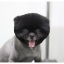 견우애견 이미지