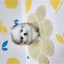 바른 애견 이미지