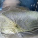 달성영농조합법인 이미지