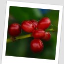 커피체리 이미지