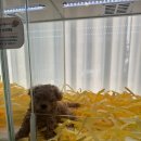 몽냥몽냥 강아지분양 고양이분양 송파점 | 서울강아지분양 펫퍼스트24시 서울송파점 말티푸고양이 만난 후기