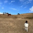 야생마식당 | 아기랑 함께하는 미야자키 여행기록 Day4 | 미야자키 드라이브 코스 야생마가 뛰노는 토이곶