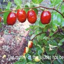 김지웅농장 이미지