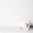 하이, 멍 이미지