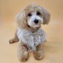 대박이2 이미지