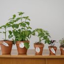 건강의향기 이미지