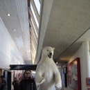 1994년 올해의 유럽박물관으로 지정된 바 있는 노르웨이 빙하 박물관(Norwegian Glacier Museum) 이미지